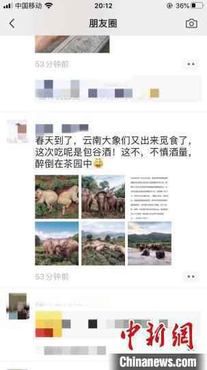 图为微信伴侣圈疯传的大象醉倒茶园照片。　微信伴侣圈截图 