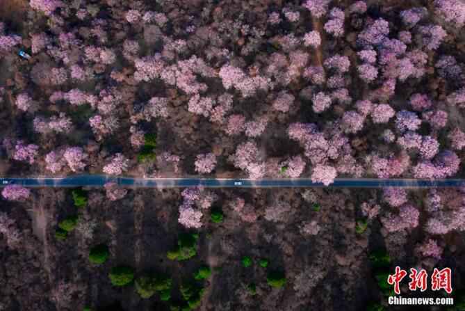 雪域“江南”林芝桃花盛开。张静 摄