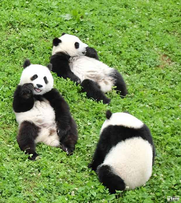 围场中的三只熊猫幼崽 摄于卧龙中华大熊猫苑