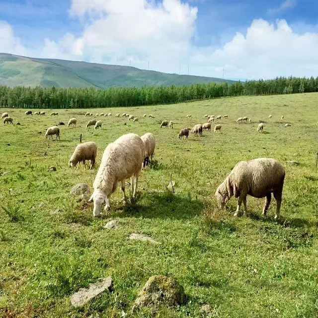 坝上草场散养羊(摄影：陈立军)