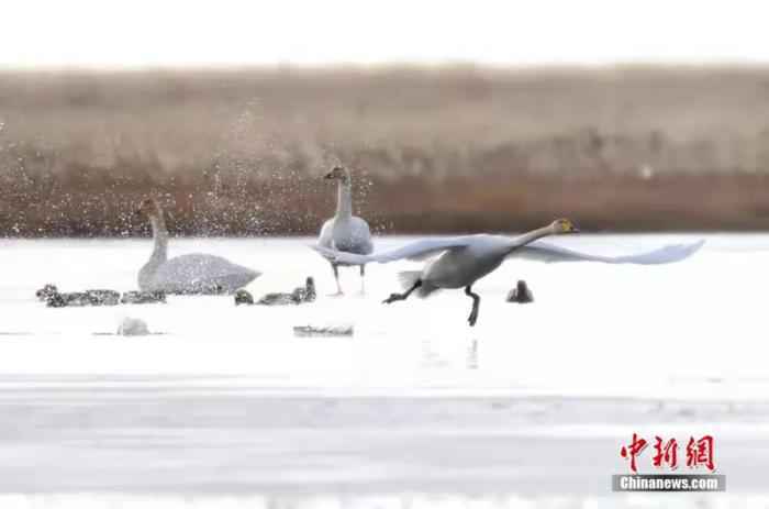 四川省阿坝州若尔盖县麦溪乡的大天鹅。安源 摄