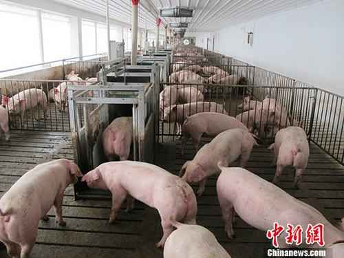 专家：今朝中国种猪供应驻足海内是有保障的