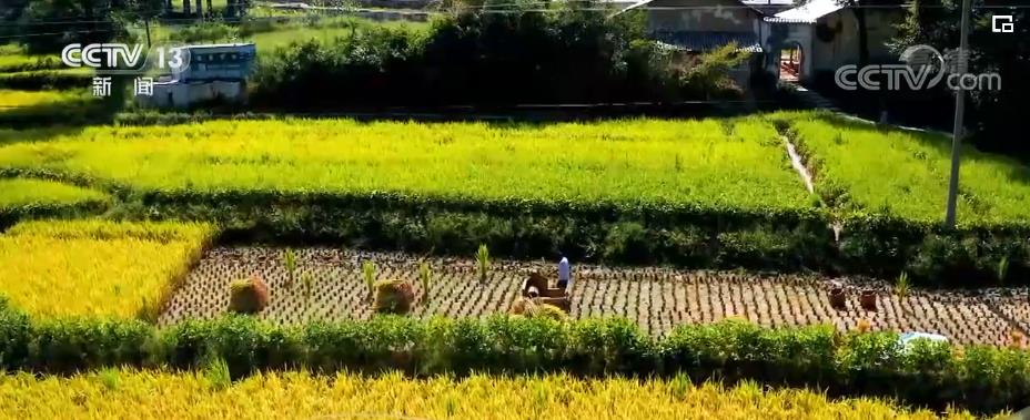 【走进村子看小康】江西乐安：梯田种植生态稻 彩绘新村入画来