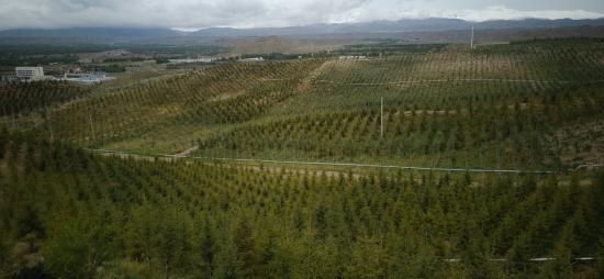 黄地皮变幸福滩 “中国太保三江源生态公益林”铺就生态致富路