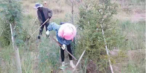 黄地皮变幸福滩 “中国太保三江源生态公益林”铺就生态致富路